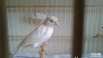 精品绿桂皮玉鸟图片,自然界的瑰宝与艺术品的完美融合