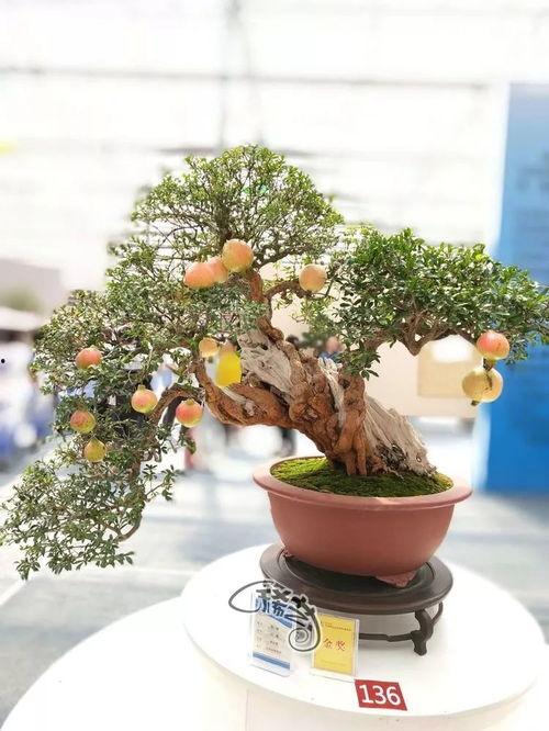 水杨梅精品盆景,自然与艺术的完美融合