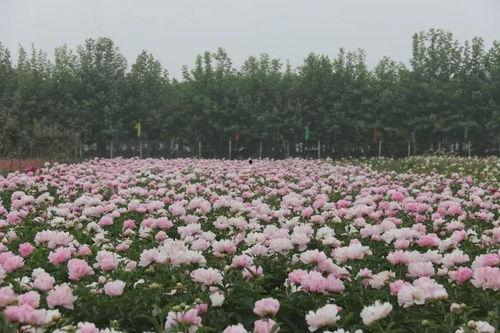 精品芍药种植,揭秘精品芍药种植技艺